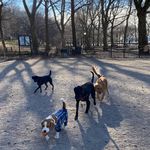 Rats, Trash & Tennis Balls: How Would You Rate Your NYC Dog Run?